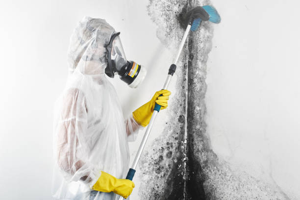 Mold Removal for HVAC Installations in Harpersville, AL