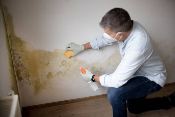 Harpersville, AL Mold Removal Company