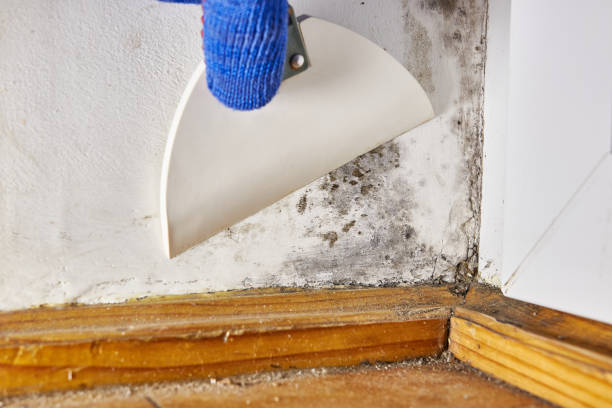 Best Asbestos and Lead Testing During Mold Inspection  in Harpersville, AL