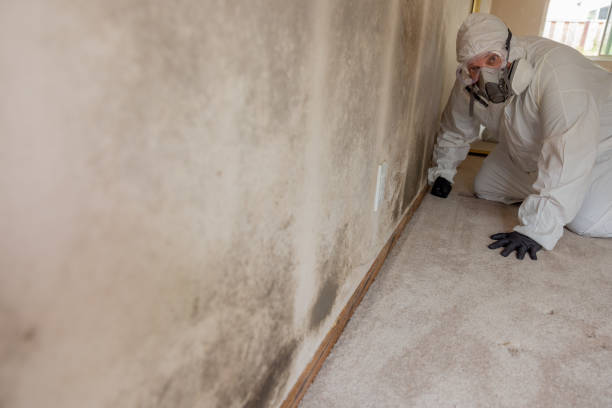 Best Residential Mold Inspection & Testing  in Harpersville, AL